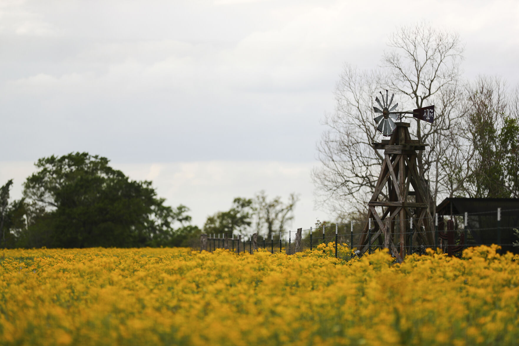 Brazos Valley Wildflowers